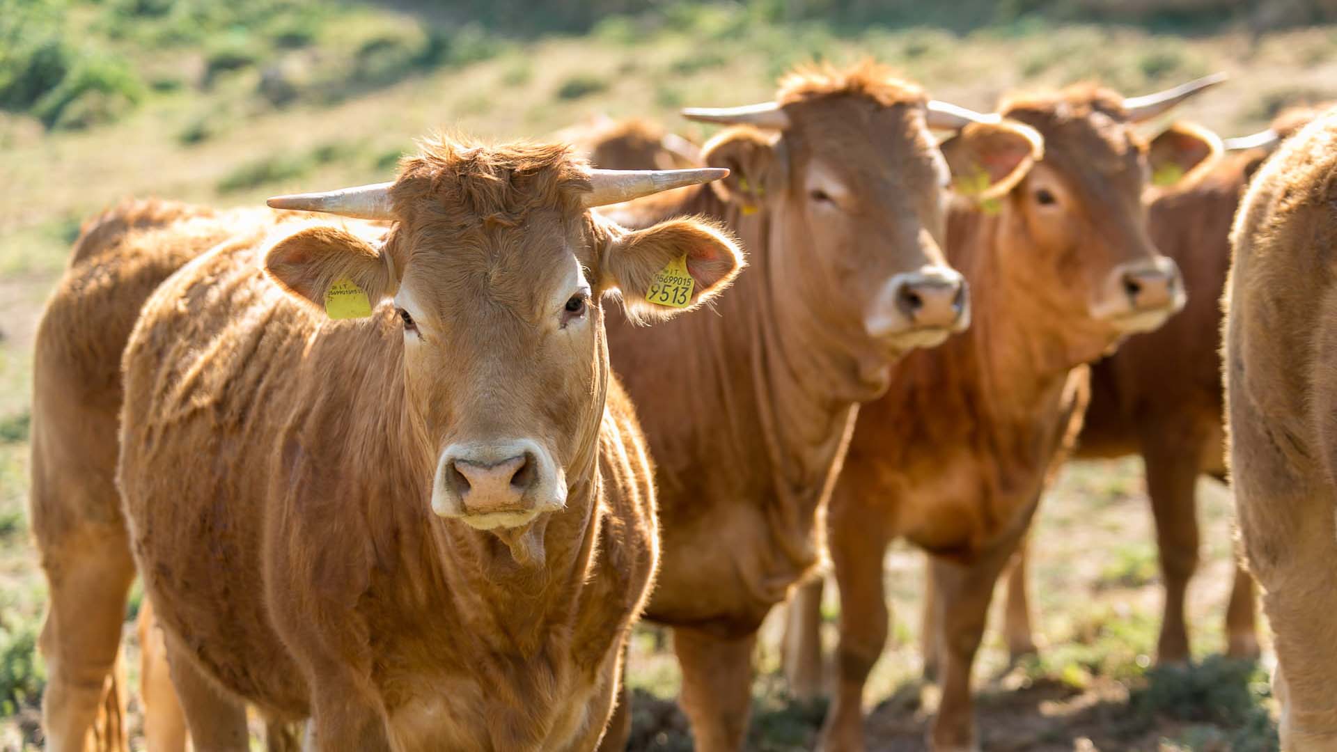 L Allevamento Biologico Di Razza Limousine